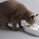 Elevated Cat Bowl With Stand | $15 | Amazon | Clip 25% off coupon